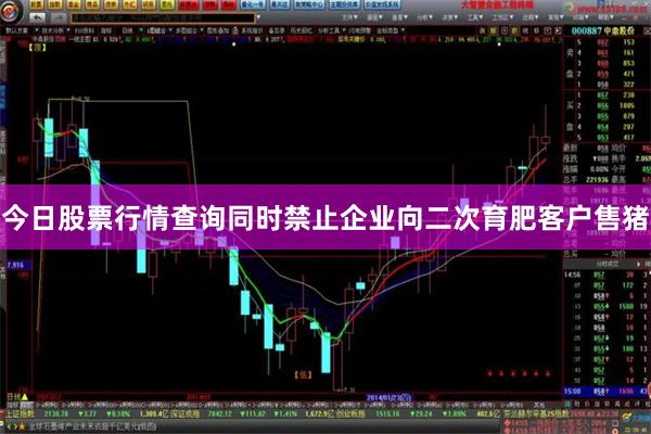 今日股票行情查询同时禁止企业向二次育肥客户售猪